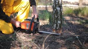 Best Commercial Tree Services  in Demorest, GA